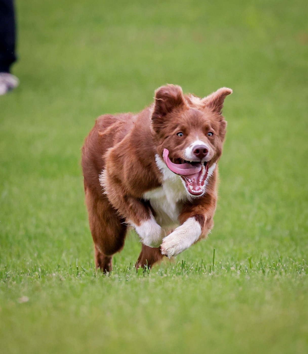 PEIFOTOSHOP — Berkley · Tongue-first, full speed